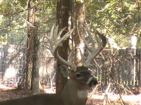 Genetic Superior Whitetail Deer For Sale Breeder Bucks Stocker Bucks