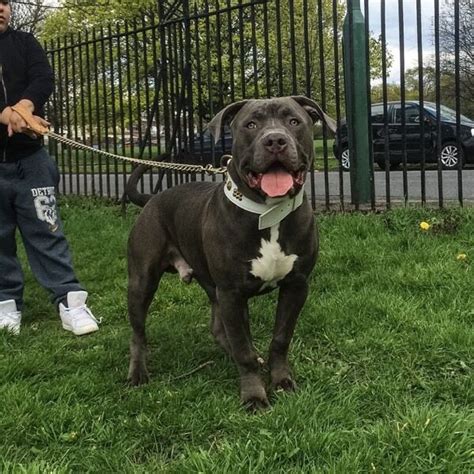 1,766 likes · 90 talking about this. XL American Bully ABKC registered 7 months old boy | in ...