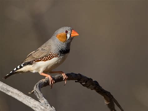 Zebra Finch Facts As Pets Care Temperament Pictures Singing Wings