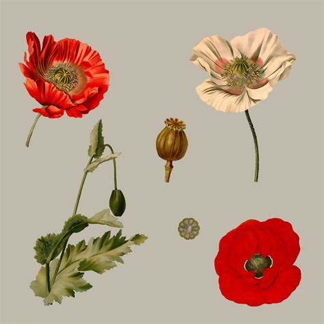 Poppy Flowers Illustration Free Stock Photo Public Domain Pictures