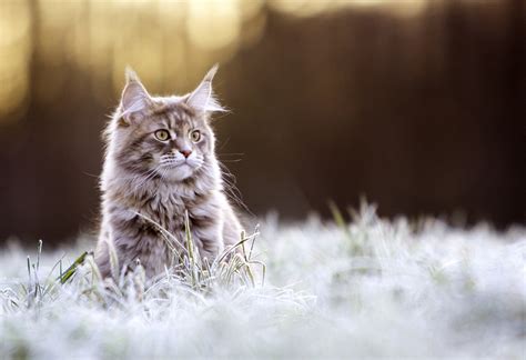Beige And Brown Cat Cat Animals Nature Maine Coon Cat Hd Wallpaper