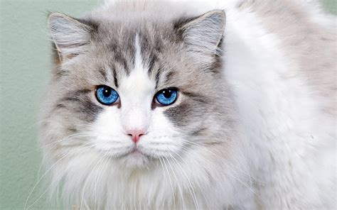 1920x1080px 1080p Free Download Ragdoll Fluffy White Cat Blue Eyes