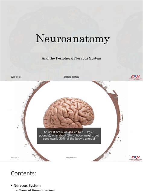 Neuroanatomy And The Peripheral Nervous System Pdf Central Nervous