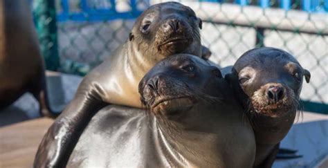 Seaworld Researchers Change The Conversation—saving Stranded Sea Lion