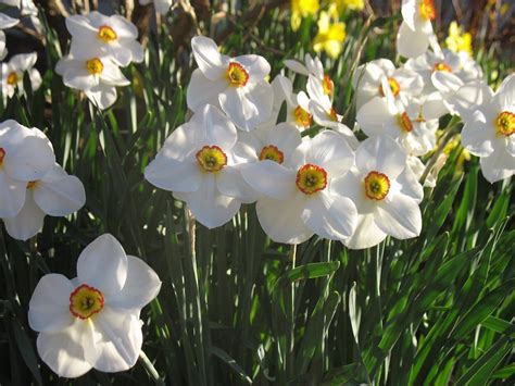 Planting Tips For Naturalizing Daffodils Longfield Gardens