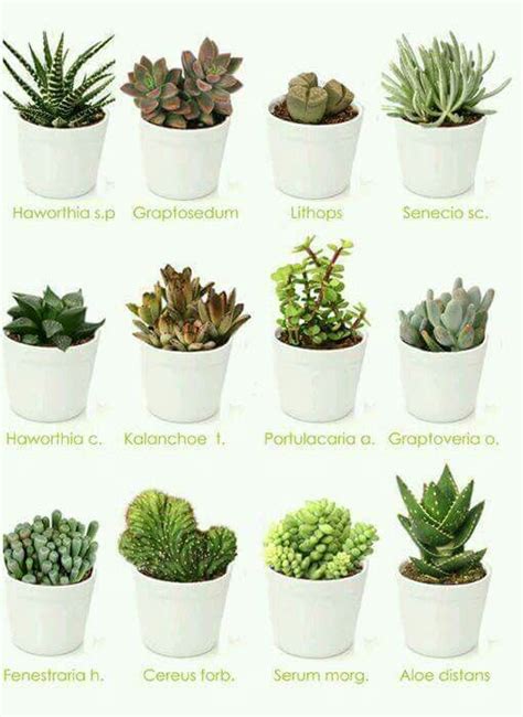 Tipos De Cactus Nombres Y Fotos Conoce Todo Acerca De Las Suculentas