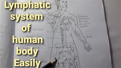 How To Draw Lymphatic System In Human Body Biology Diagram Very Easy
