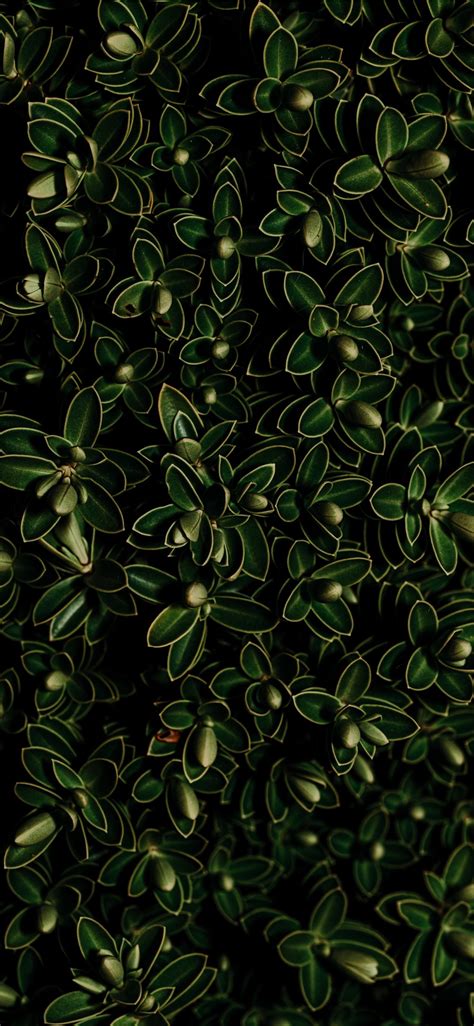 Green Leaf Plant Iphone X Wallpapers Free Download