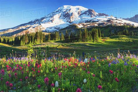 Mount Rainier And Wildflowers In A Meadow Mount Rainier National Park