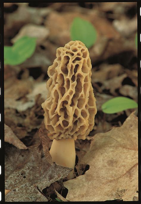 30 Best Morel Mushrooms Hunting Best Recipes Ideas And Collections