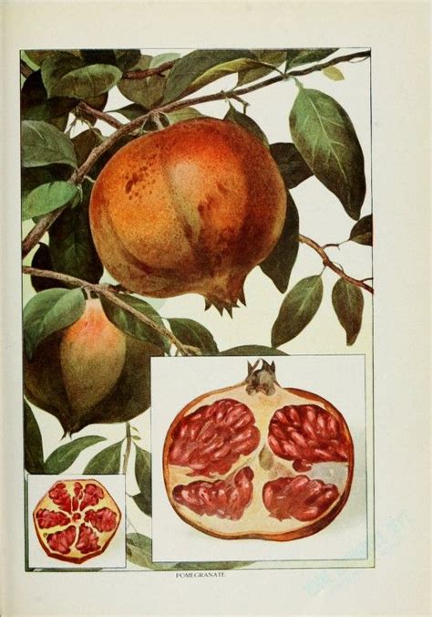Vintage Print Of A Pomegranate