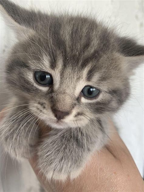 A Small Gray Kitten Is Being Held By Someones Arm And It Looks Like