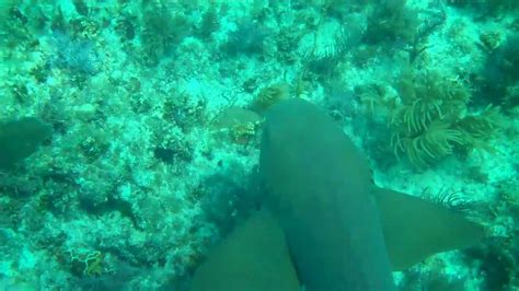Sombrero Reef Snorkel Marathon Flmp4 Youtube
