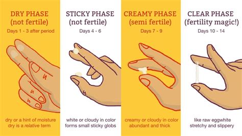 Vaginal discharge is certainly nothing new. How Cervical Mucus Changes Throughout Pregnancy Vaginal ...
