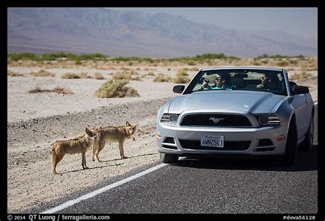 Picturephoto Tourists Photograph Coyotes From Car Death Valley
