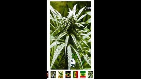 Marihuana And Weed Wallpapers For Android Youtube