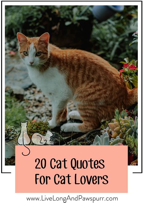 20 Amazing Quotes About Cats That Will Make Your Heart Melt Cat And