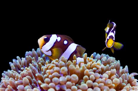 Pairing Anemones And Clownfish In The Home Aquarium Quality Marine