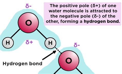 Hydrogen Bond Definition Types And Examples Rin Bee