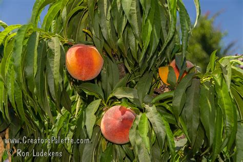 Bonanza Peach Natural Dwarf Patio Peach Creatorspalette