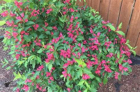 Flowering perennials for shade sound native plants. Shrubs For Partial Shade In Your Garden