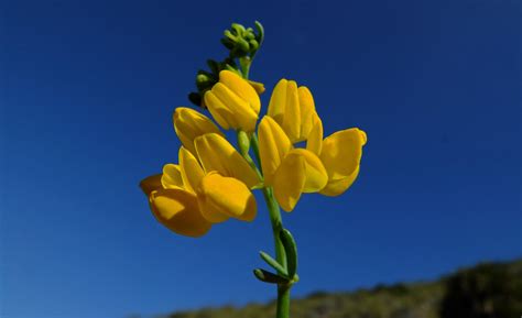 Coronilla Juncea Fabaceae