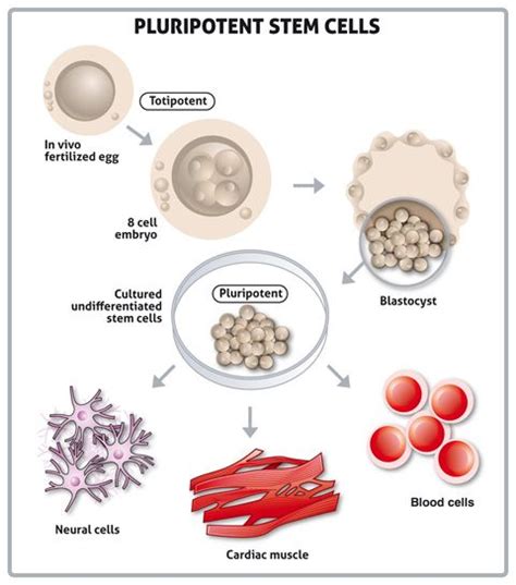 Pin By Stem Cell Bank Genecell International On Cord Blood Services