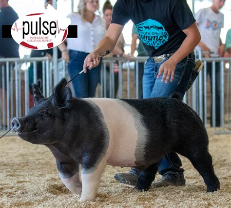 2022 South Dakota Spotlight Top 5 Market Hogs The Pulse