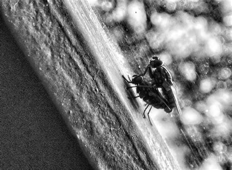 The Wasps Making Love By Gugasan On Deviantart