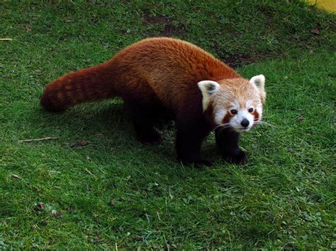 Picture Red Panda Giant Panda Grass Animals