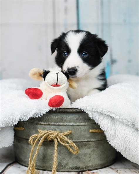 Black And White Male Border Collie And Maremma Sheepdog Puppies For