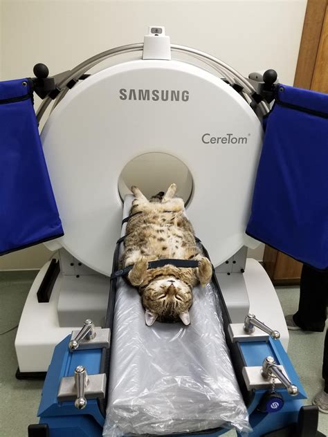 CT Scan Computerized Tomography Crestwood Veterinary Centre