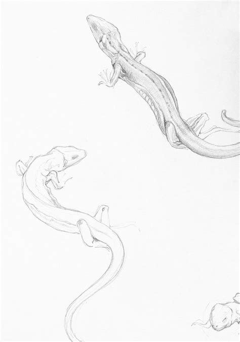 Sketches Lizards Julie De Graag Free Photo Illustration Rawpixel