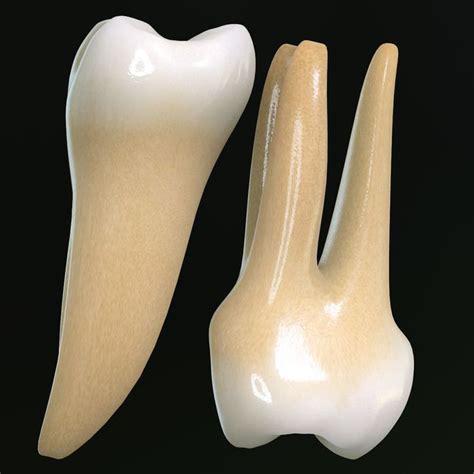 Teeth Molars 3d Max Molars Teeth Uvs