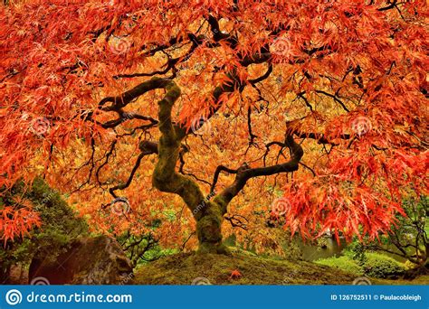 Japanischer Ahornbaum Im Herbst Mit Klaren Farben Stockbild Bild Von