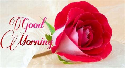 Good Morning Wishes With Flowers Pictures Images Page 80