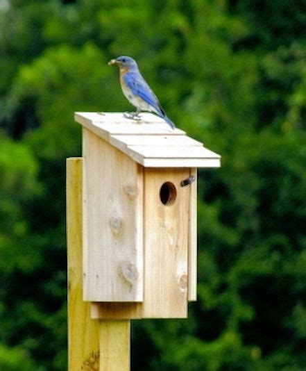 Mounting Your Bluebird House Your Backyard Bird