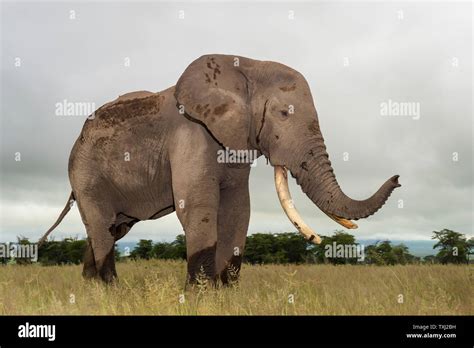 Elephant Trunk Up Close High Resolution Stock Photography And Images