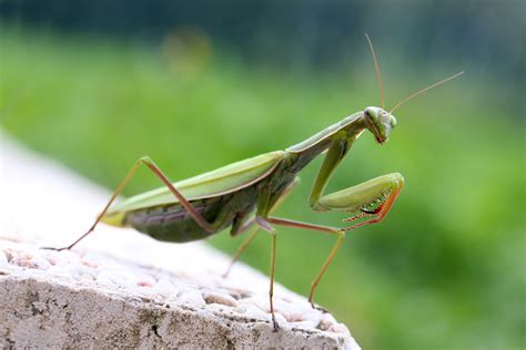 10 Cool Things About The Praying Mantis Animaltalk