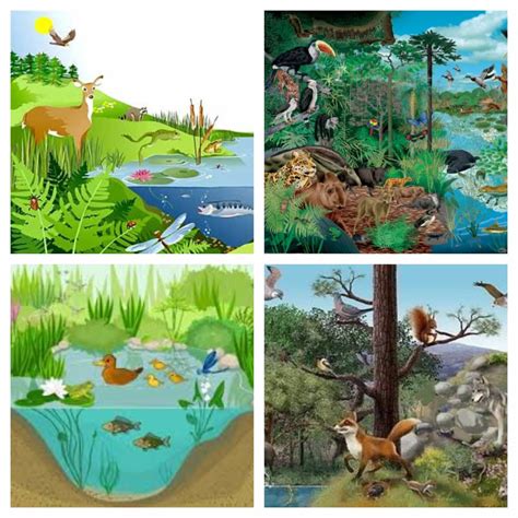 Tipos De Ecosistemas Los Tipos De Ecosistemas De La Tierra