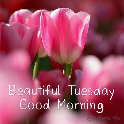 Beautiful Tuesday Good Morning Pictures Photos And Images For