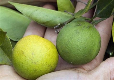 Usda Sending More Money To Fight Citrus Greening