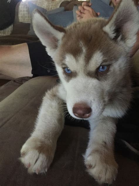 The original gfp puppy finder. Siberian Husky Puppies For Sale | Coarsegold, CA #310925