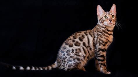 Bengal Kittens 10 Facts Every Bengal Cats Lover Must Know Petmoo