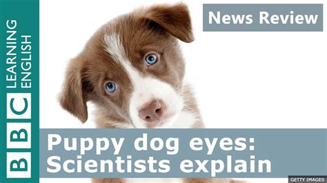 Puppy Dog Eyes Scientists Explain Bbc News Review Youtube