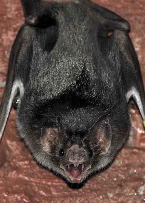 39 Vampire Bat Facts All 3 Species Tiny Heat Sensing Flying Mammals Storyteller Travel