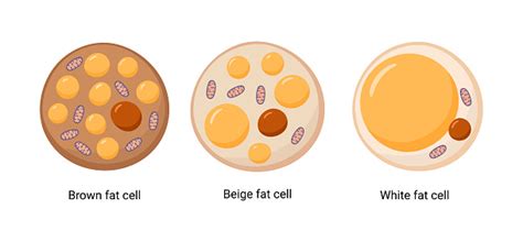Vector Set Of Brown Beige And White Fat Cells Illustration Of Adipose