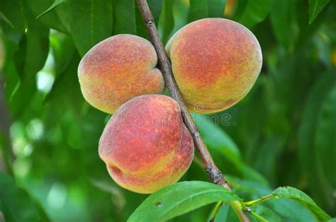 On The Tree Branch Ripe Peach Fruits Stock Image Image Of Colorful