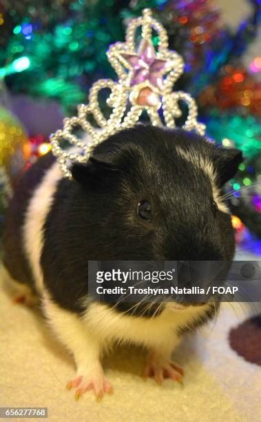 Guinea Pig Crown Photos And Premium High Res Pictures Getty Images