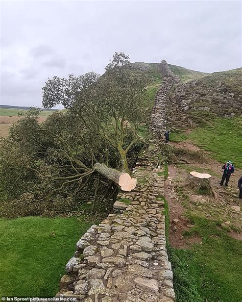 Famous Sycamore Gap Tree Is Cut Down Overnight Heartbreak At